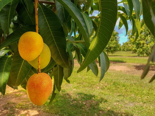 Dhirubhai Ambani Lakhibag Amrayee Largest Orchard Of Mangoes In Asia 